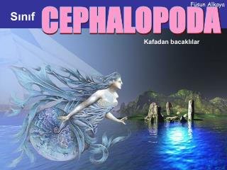 CEPHALOPODA