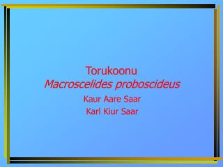 Torukoonu Macroscelides proboscideus