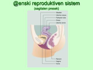 @enski reproduktiven sistem (sagitalen presek)