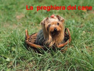 La preghiera del cane