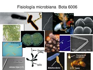 Fisiología microbiana Bota 6006