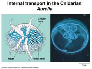 Internal transport in the Cnidarian Aurelia