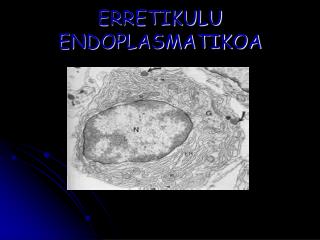 ERRETIKULU ENDOPLASMATIKOA