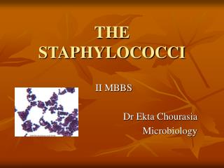 THE STAPHYLOCOCCI