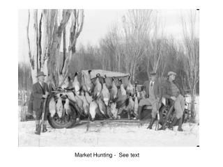 Market Hunting - See text