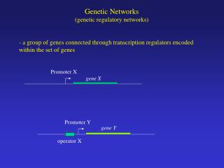 Genetic Networks (genetic regulatory networks)