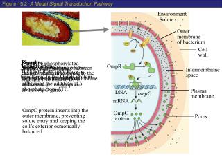 Figure 15.2 A Model Signal Transduction Pathway