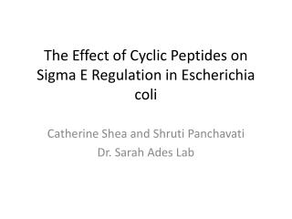 The Effect of Cyclic Peptides on Sigma E Regulation in Escherichia coli