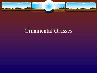Ornamental Grasses