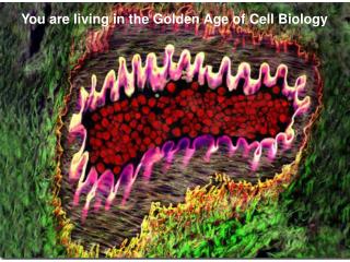 You are living in the Golden Age of Cell Biology