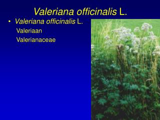 Valeriana officinalis L.