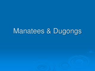 Manatees &amp; Dugongs