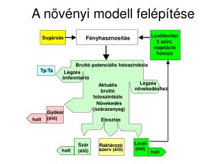 A növényi modell felépítése