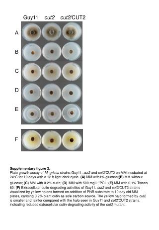 Supplementary figure 2.