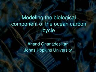 Modeling the biological component of the ocean carbon cycle