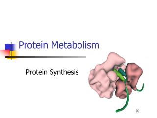 Protein Metabolism