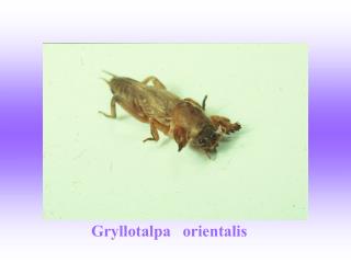 Gryllotalpa orientalis
