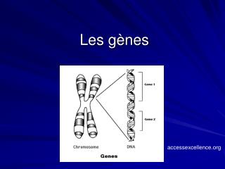 Les gènes