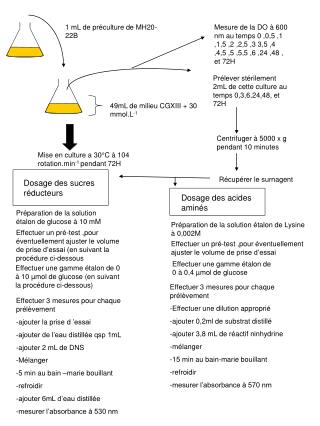 1 mL de préculture de MH20-22B