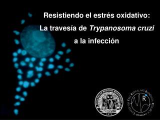 Resistiendo el estrés oxidativo: La travesía de Trypanosoma cruzi a la infección