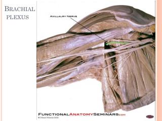 Brachial plexus