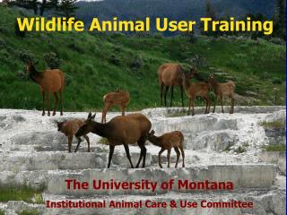 Wildlife Animal User Training