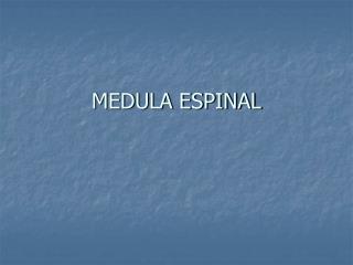 MEDULA ESPINAL
