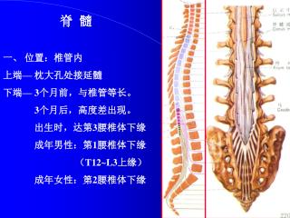 脊 髓 一、 位置：椎管内 上端 — 枕大孔处接延髓 下端 — 3 个月前，与椎管等长。 3 个月后，高度差出现。 出生时，达第 3 腰椎体下缘