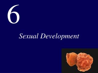 Sexual Development