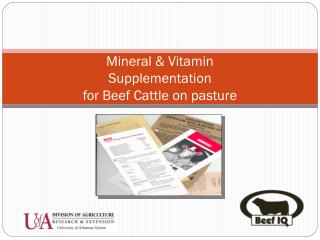 Mineral &amp; Vitamin Supplementation for Beef Cattle on pasture