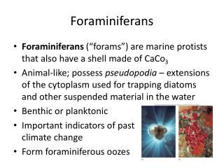 Foraminiferans