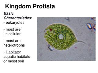 Kingdom Protista