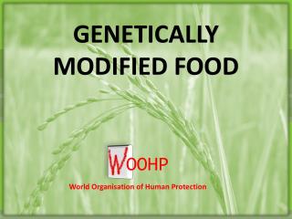 GENETICALLY MODIFIED FOOD