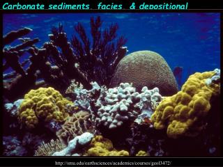 Carbonate sediments, facies, &amp; depositional 							environments