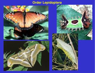 Order Lepidoptera