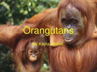 Orangutans