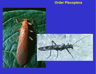 Order Plecoptera