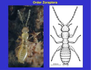 Order Zoraptera