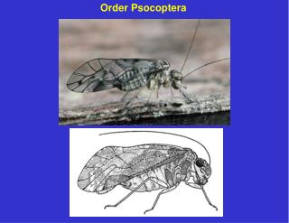 Order Psocoptera