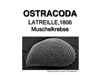 OSTRACODA L ATREILLE,1806 Muschelkrebse