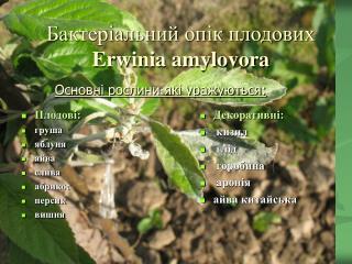 Бактеріальний опік плодових Erwinia amylovora