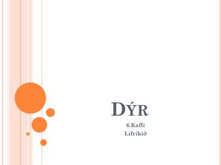 Dýr