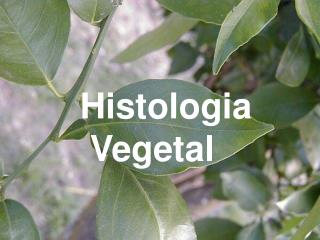 Histologia Vegetal