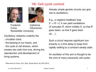 V8: Cell cycle control