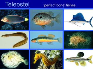 Teleostei ‘perfect bone’ fishes