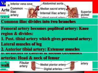 Vascular Physiology