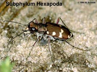 Subphylum Hexapoda