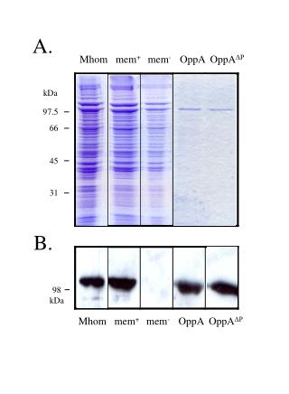 Mhom mem + mem - OppA OppA ΔP