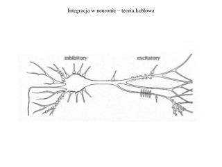 Integracja w neuronie – teoria kablowa