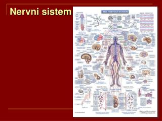 Nervni sistem